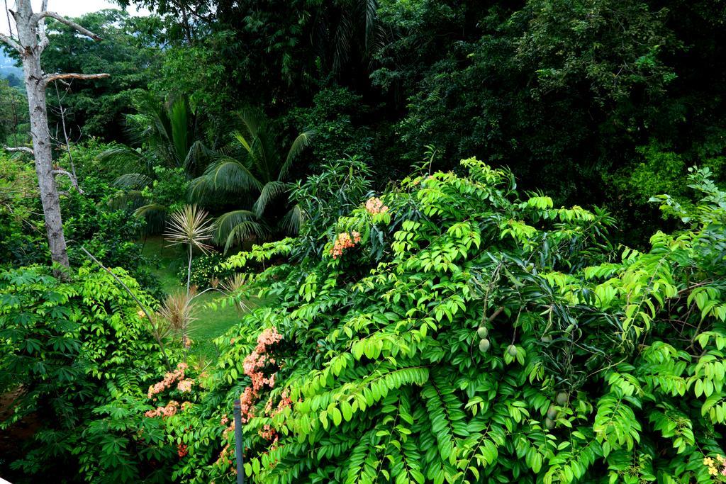 Nivahana Homestay Kandy Eksteriør billede